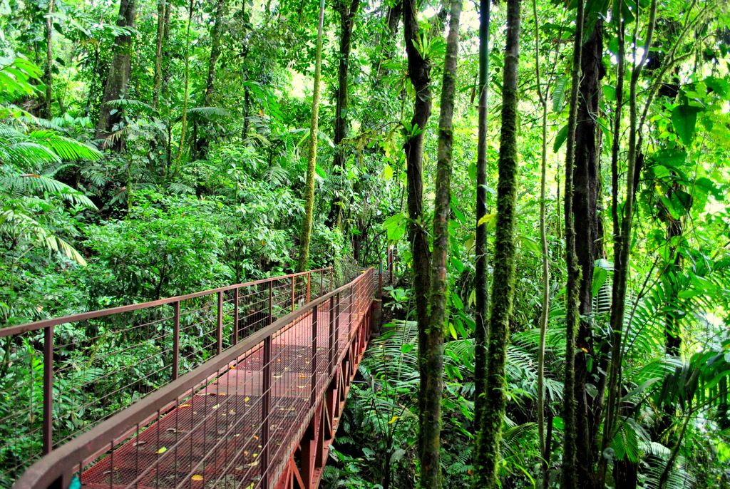 Lush tropical rainforest in the green season
